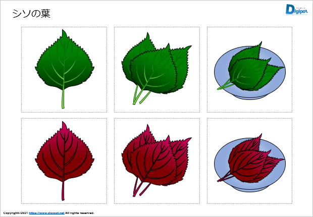 シソの葉のイラスト画像