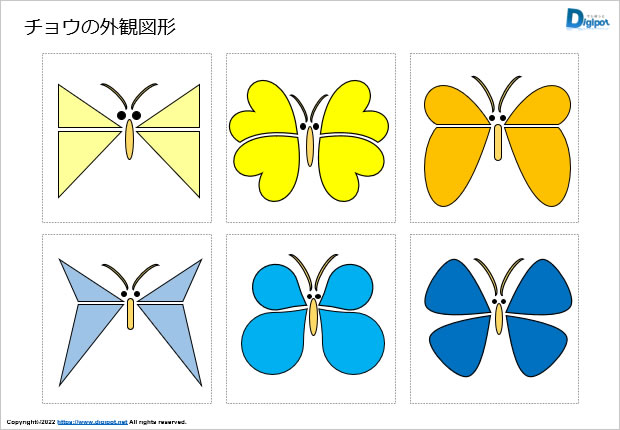 チョウの外観図形画像2