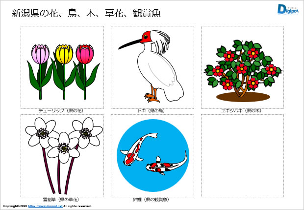 新潟県の花、鳥、木、草花、観賞魚のイラスト画像