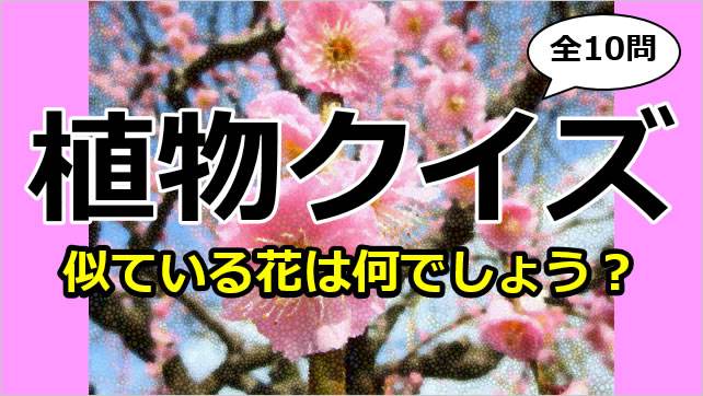 植物クイズ～似ている花画像