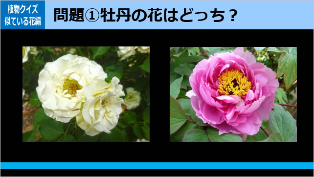 植物クイズ～似ている花画像2