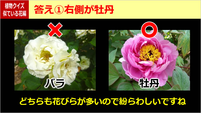 植物クイズ～似ている花画像3