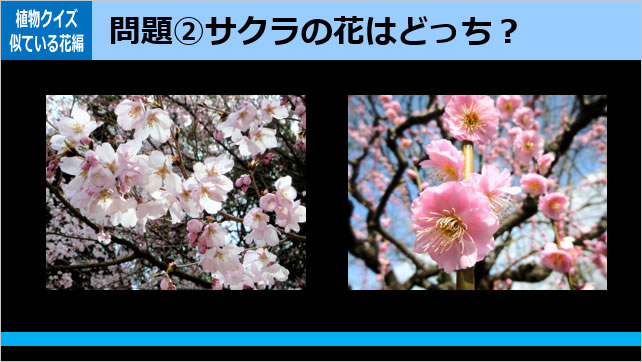 植物クイズ～似ている花画像4