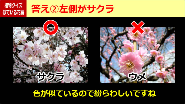 植物クイズ～似ている花画像5