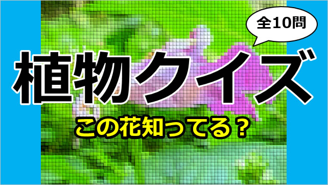 植物クイズ～知ってる？画像