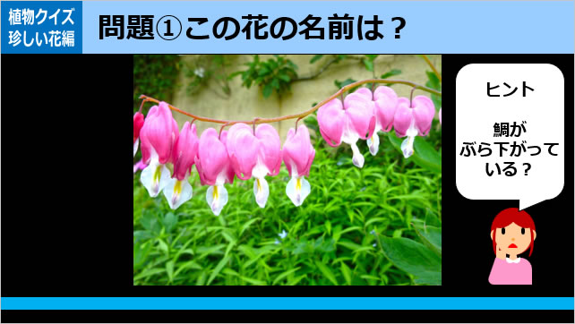 植物クイズ～知ってる？画像2