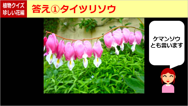 植物クイズ～知ってる？画像3