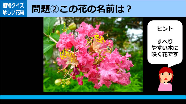 植物クイズ～知ってる？画像4