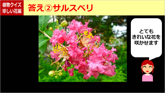 植物クイズ～知ってる？画像5