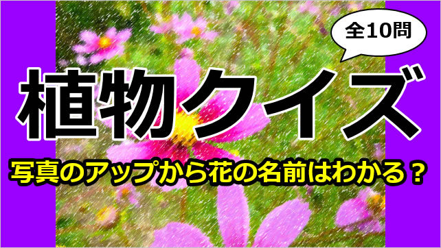 植物クイズ～花の一部画像