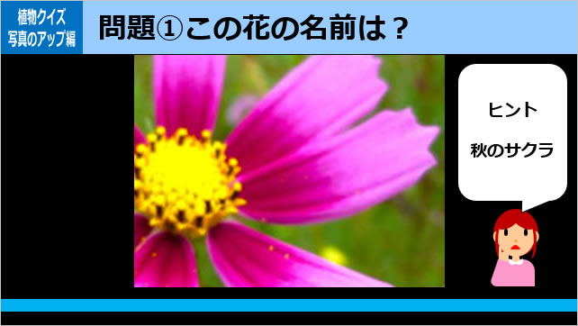 植物クイズ～花の一部画像2