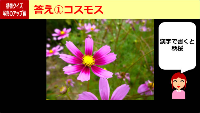 植物クイズ～花の一部画像3