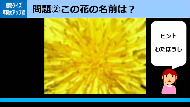植物クイズ～花の一部画像4
