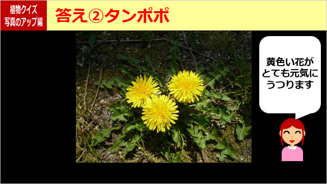 植物クイズ～花の一部画像5