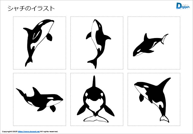 シャチのイラスト画像