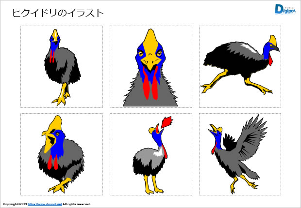 ヒクイドリのイラスト画像