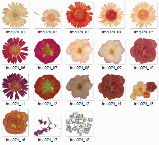 押し花の切り抜き画像