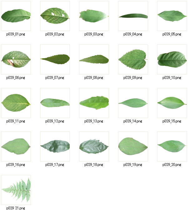 葉っぱの切り抜き写真 写真フリー素材 フリー素材 無料素材のdigipot