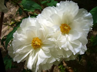 牡丹の花の写真 写真フリー素材 フリー素材 無料素材のdigipot