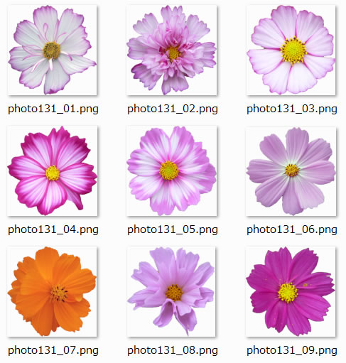 コスモスの花の切り抜き写真 写真フリー素材 フリー素材 無料素材のdigipot