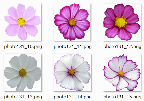 コスモスの花の切り抜き写真 写真フリー素材 フリー素材 無料素材のdigipot