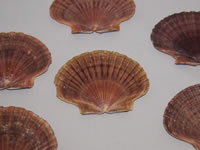 ホタテ貝の貝殻の写真画像