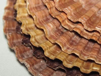 ホタテ貝の貝殻の写真画像