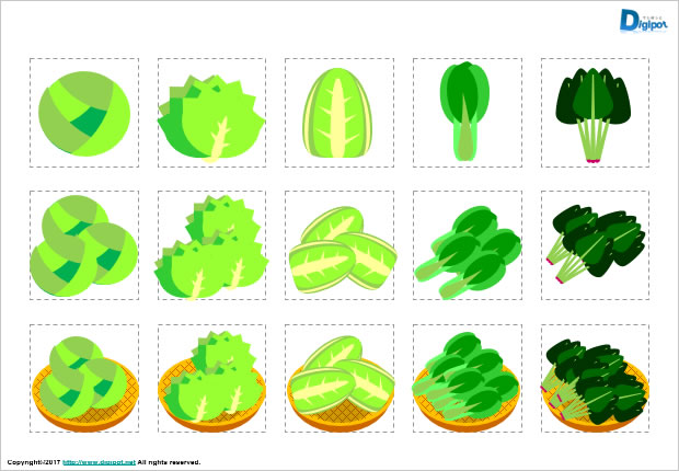 キャベツ、レタス、白菜、チンゲン菜、ほうれん草のイラスト画像