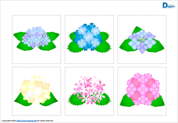 アジサイのイラスト画像2