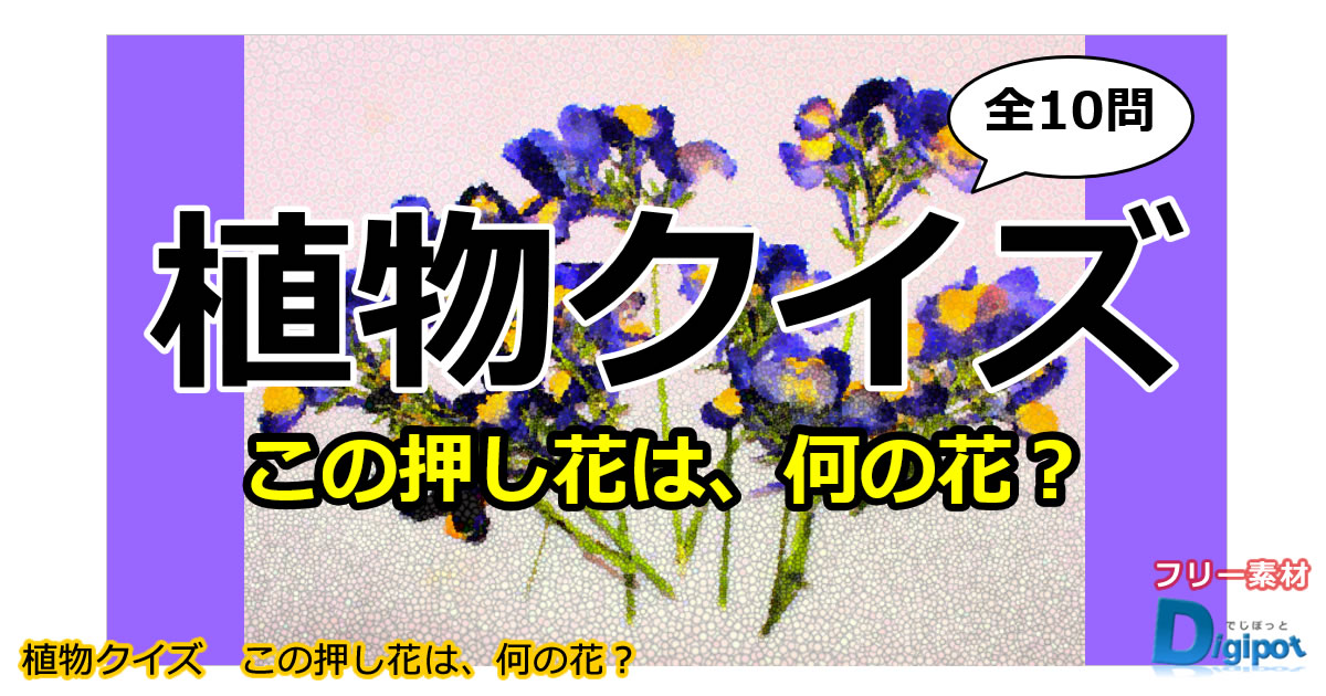 植物クイズ～何の押し花？