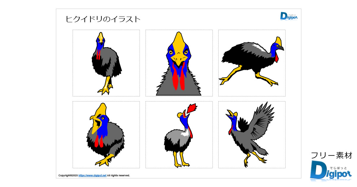 ヒクイドリのイラスト