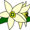 ミカンの花のイラスト | フリーイラスト素材　変な絵.net