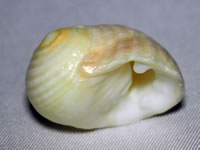 貝殻素材の写真画像