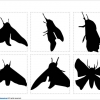 蛾のシルエット画像